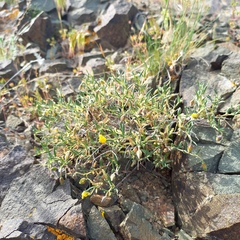 Helianthemum songaricum (Helianthemum songaricum)