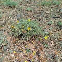 Helianthemum songaricum (Helianthemum songaricum)