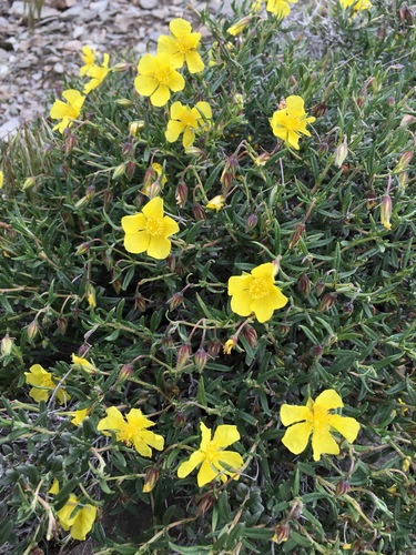 Helianthemum songaricum (Helianthemum songaricum)