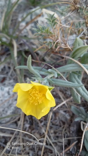 Helianthemum songaricum (Helianthemum songaricum)