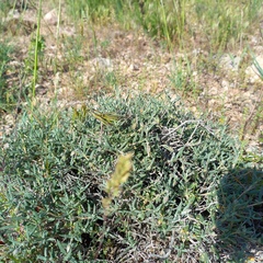 Helianthemum songaricum (Helianthemum songaricum)