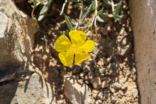 Helianthemum songaricum (Helianthemum songaricum)