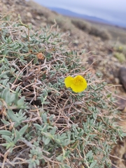 Helianthemum songaricum (Helianthemum songaricum)