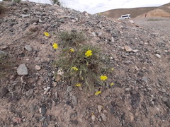 Helianthemum songaricum (Helianthemum songaricum)