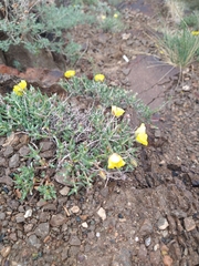 Helianthemum songaricum (Helianthemum songaricum)