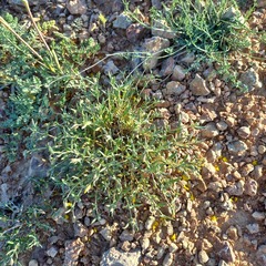 Helianthemum songaricum (Helianthemum songaricum)