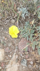 Helianthemum songaricum (Helianthemum songaricum)