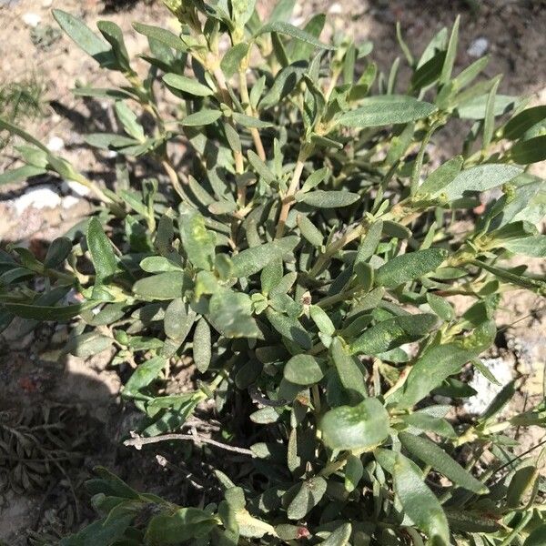 Helianthemum squamatum (Helianthemum squamatum)