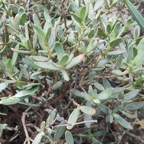Helianthemum squamatum (Helianthemum squamatum)