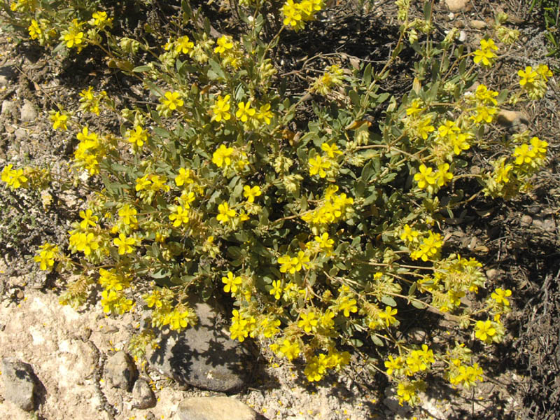 Helianthemum squamatum: Helianthemum squamatum