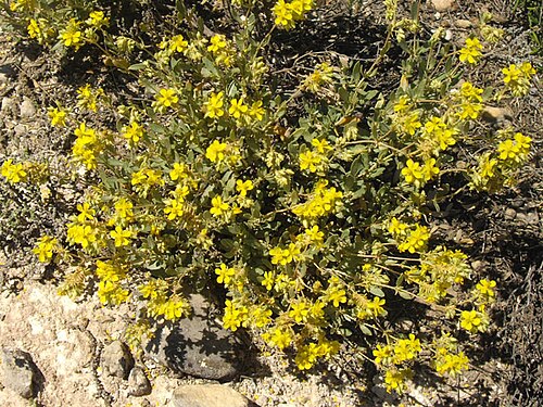 Helianthemum squamatum: Helianthemum squamatum