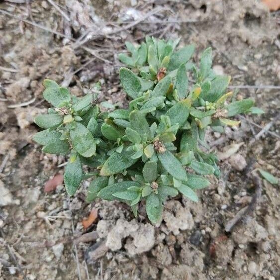 Helianthemum squamatum (Helianthemum squamatum)