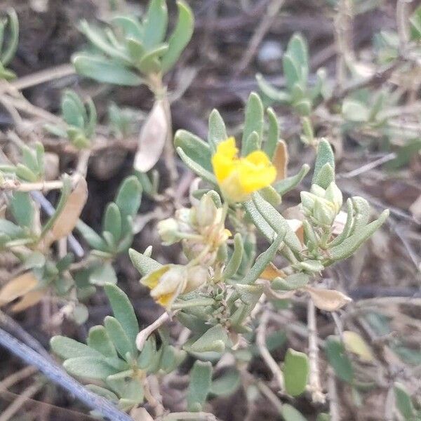 Helianthemum squamatum (Helianthemum squamatum)