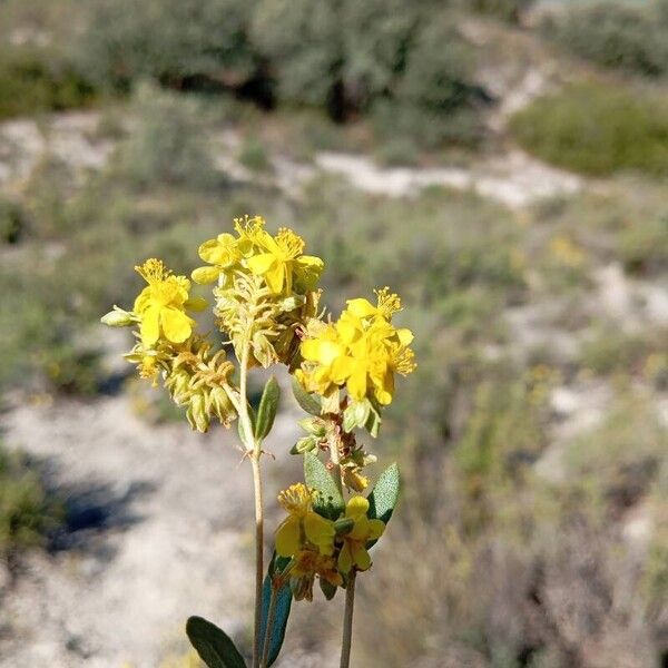 Helianthemum squamatum (Helianthemum squamatum)