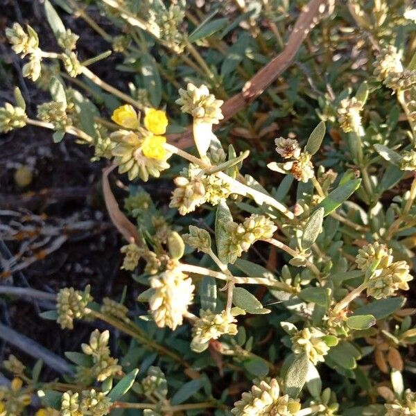 Helianthemum squamatum (Helianthemum squamatum)