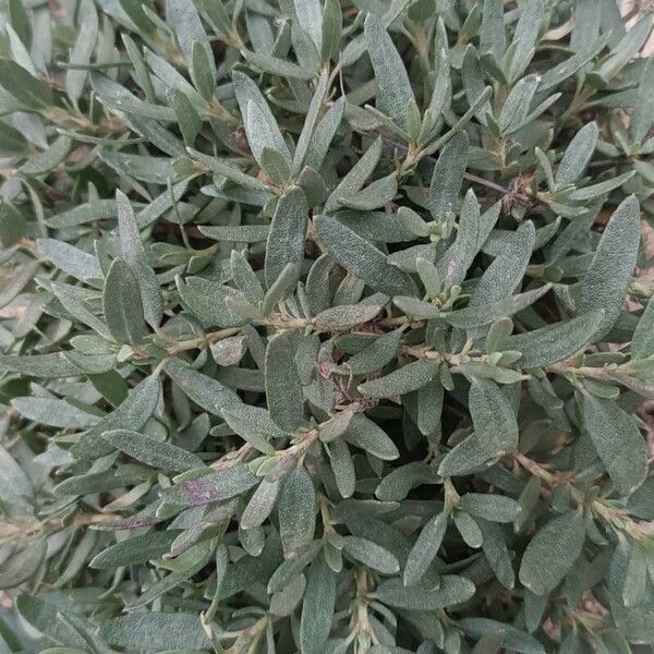 Helianthemum squamatum (Helianthemum squamatum)