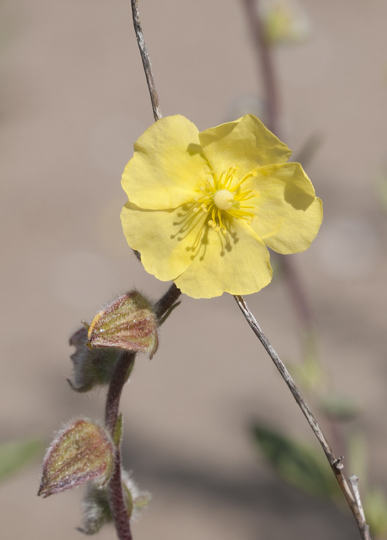 Helianthemum stipulatum: Flowers of Sun-Rose (Helianthemum stipulatum) at Akyatan Forest in Karataş - Adana, Turkey.
