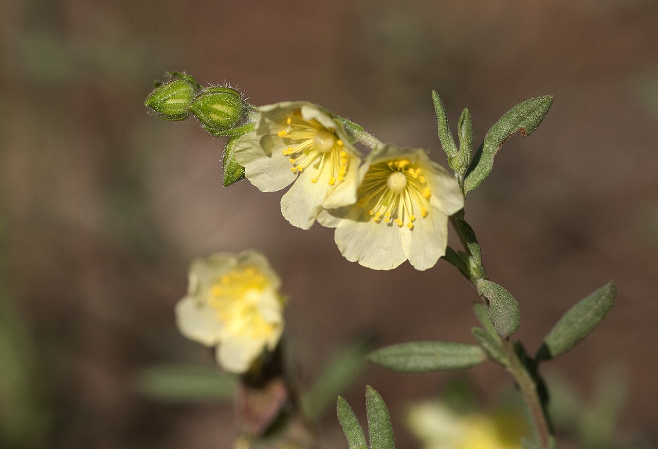 Helianthemum stipulatum: Flowers of Sun-Rose (Helianthemum stipulatum) at Akyatan Forest in Karataş - Adana, Turkey.