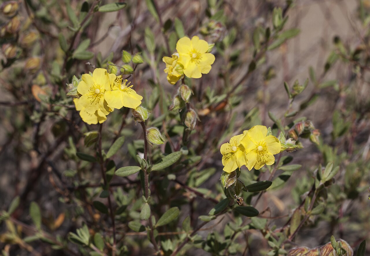 Helianthemum stipulatum: Flowers of Sun-Rose (Helianthemum stipulatum) at Akyatan Forest in Karataş - Adana, Turkey.
