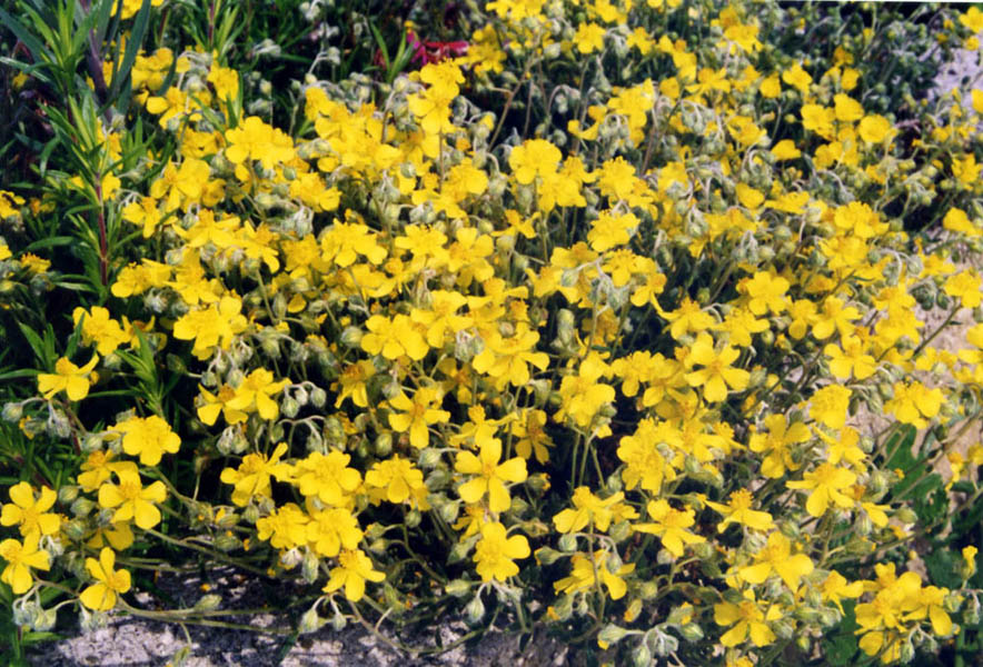 Helianthemum strickeri: Helianthemum strickeri