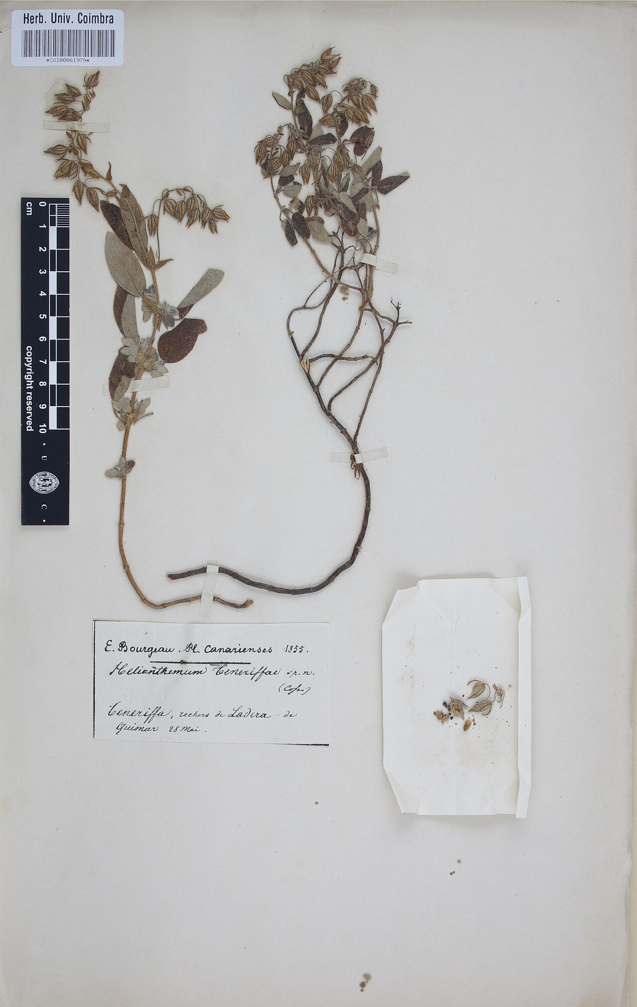 Helianthemum teneriffae: Photograph of Type of Helianthemum teneriffae at Herbarium of the University of Coimbra, Portugal (COI). Specimen COI00061979. http://coicatalogue.uc.pt/specime