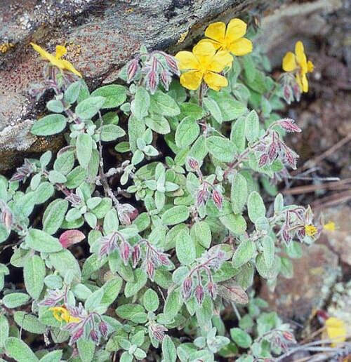 Helianthemum tholiforme: Especie de distribución muy local que cuenta con reducidos efectivos en la mayoría de las poblaciones