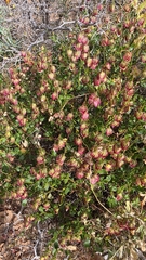 Helianthemum thymiphyllum (Helianthemum thymiphyllum)