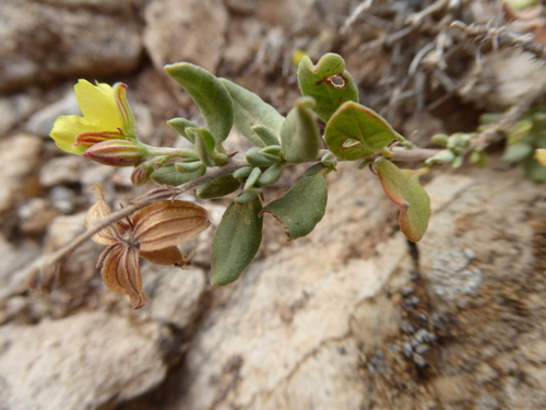 Helianthemum thymiphyllum (Helianthemum thymiphyllum)