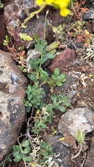 Helianthemum thymiphyllum (Helianthemum thymiphyllum)