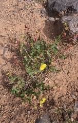 Helianthemum thymiphyllum (Helianthemum thymiphyllum)