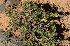 Helianthemum thymiphyllum (Helianthemum thymiphyllum)