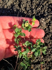 Helianthemum thymiphyllum (Helianthemum thymiphyllum)