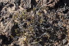 Helianthemum thymiphyllum (Helianthemum thymiphyllum)