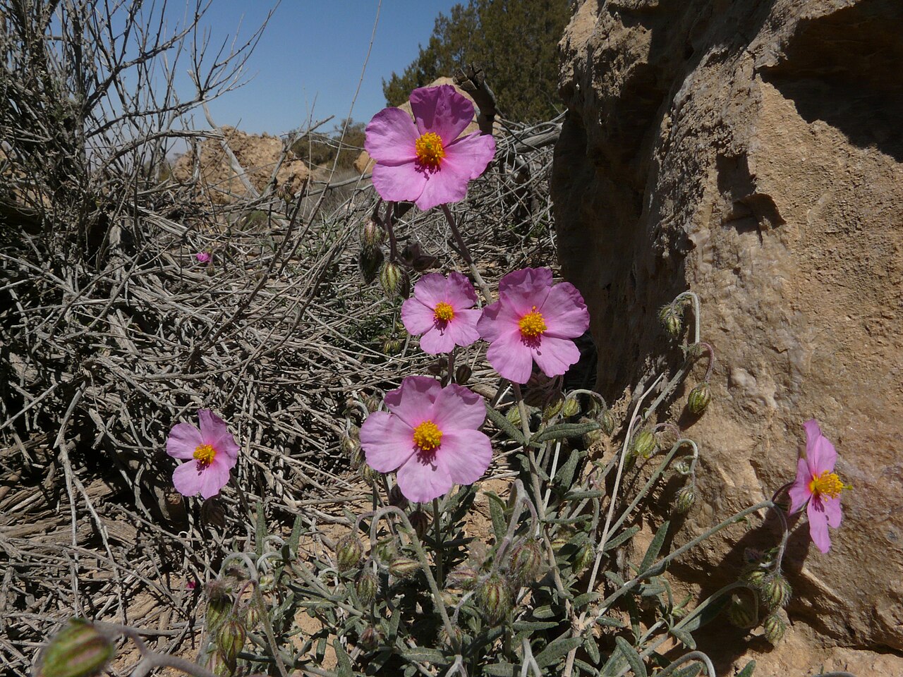 Helianthemum vesicarium: A rock-rose.