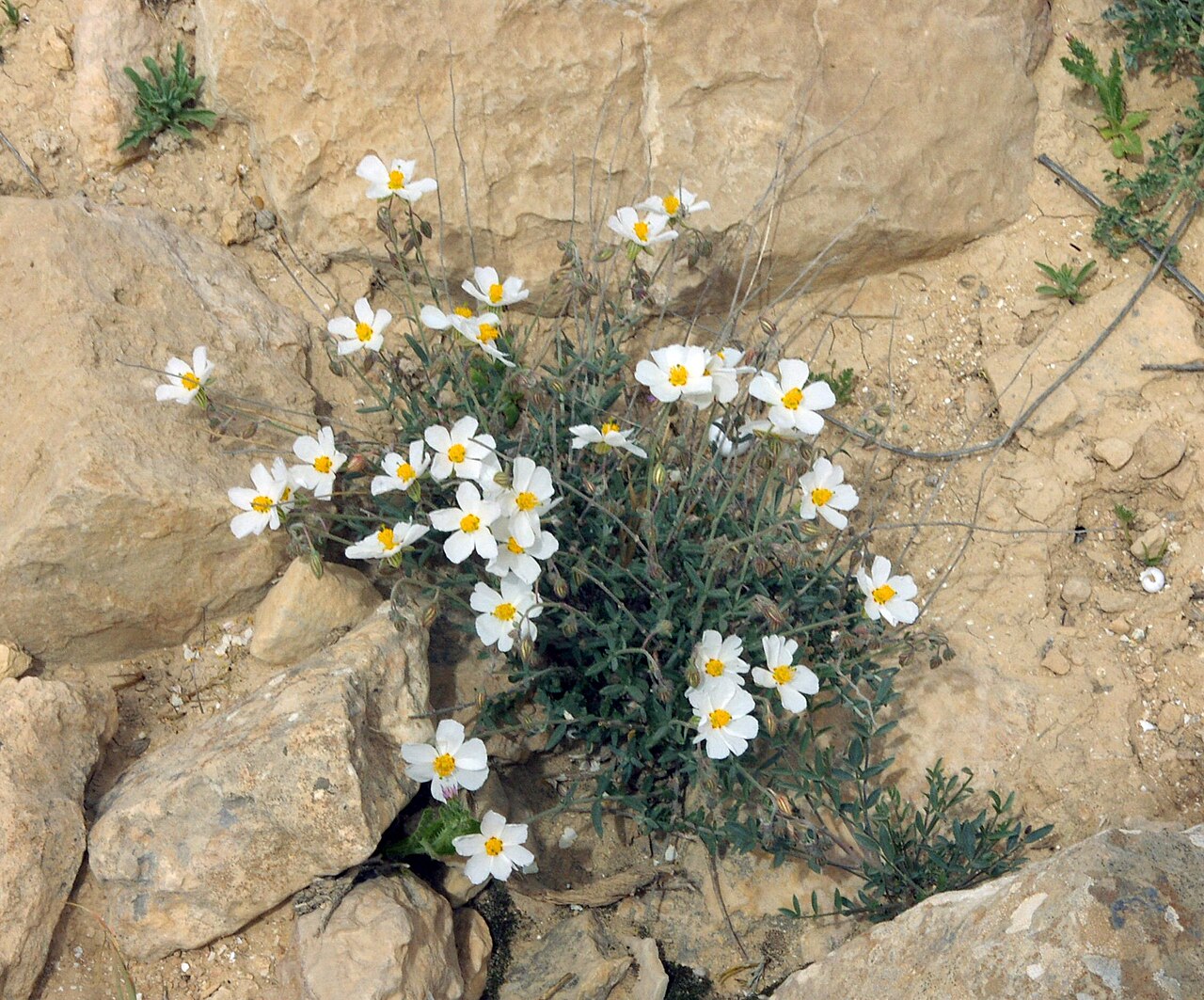 Helianthemum vesicarium: שמשון הדור, בורות לוץ, הנגב המערבי