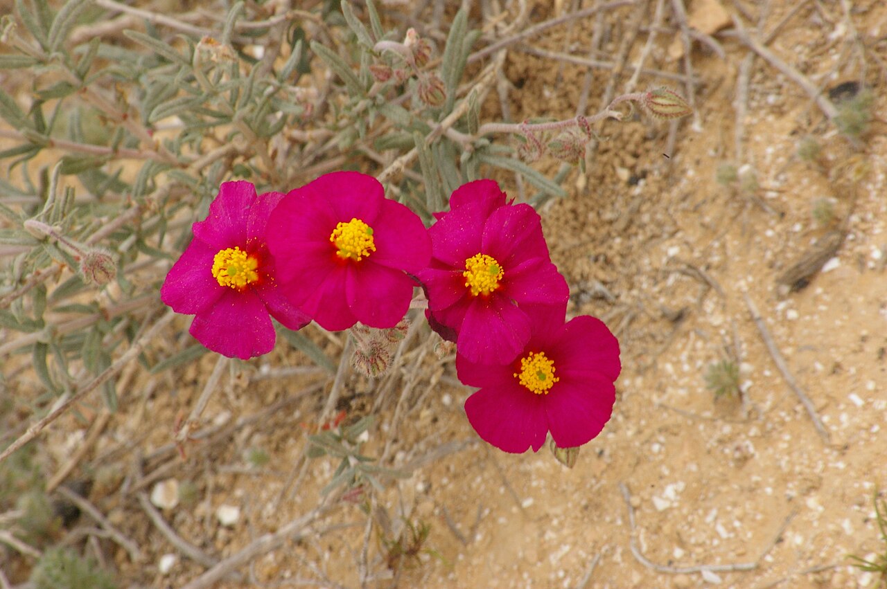 Helianthemum vesicarium: שמשון הדור, בורות לוץ, הנגב המערבי