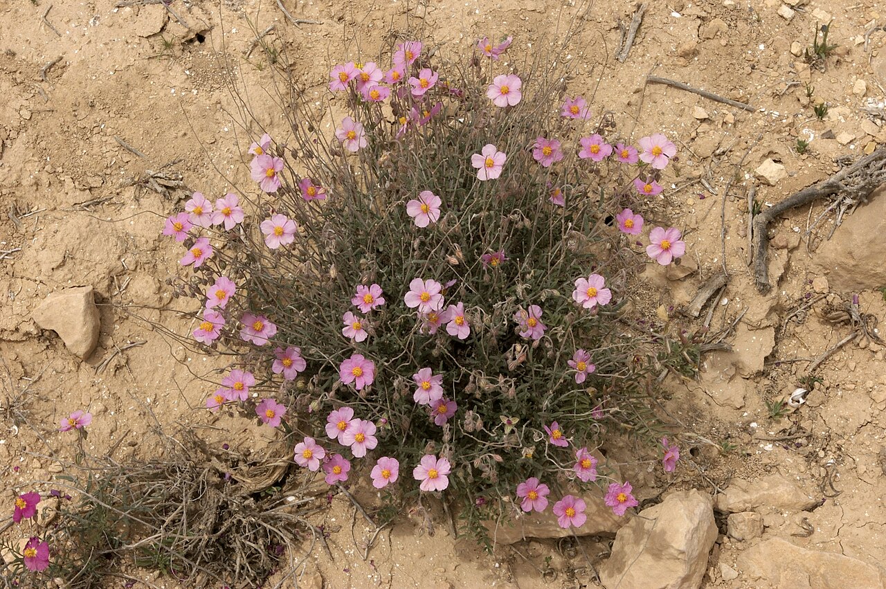 Helianthemum vesicarium: שמשון הדור, בורות לוץ, הנגב המערבי