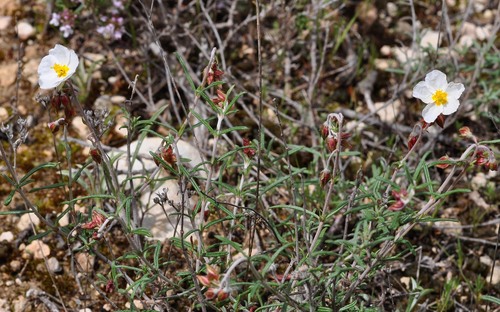 Helianthemum violaceum (Helianthemum violaceum)
