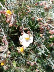 Helianthemum violaceum (Helianthemum violaceum)