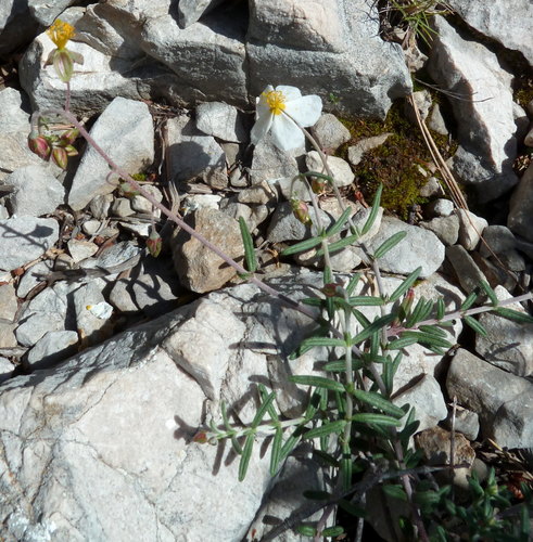 Helianthemum violaceum (Helianthemum violaceum)