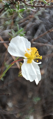 Helianthemum violaceum (Helianthemum violaceum)