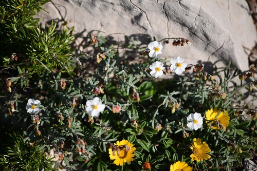 Helianthemum violaceum (Helianthemum violaceum)
