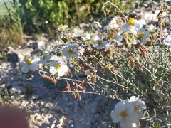 Helianthemum violaceum (Helianthemum violaceum)