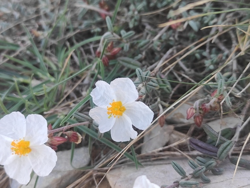 Helianthemum violaceum (Helianthemum violaceum)