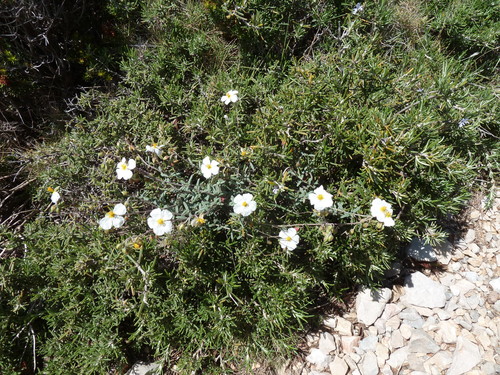 Helianthemum violaceum (Helianthemum violaceum)