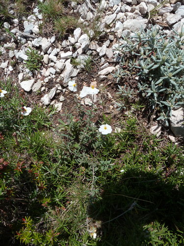 Helianthemum violaceum (Helianthemum violaceum)