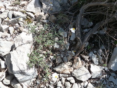 Helianthemum violaceum (Helianthemum violaceum)