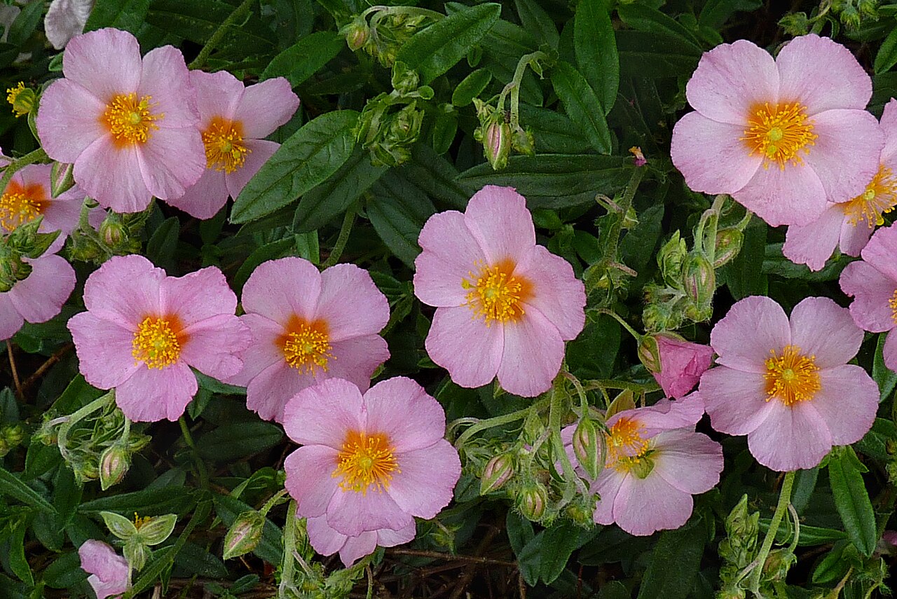 Helianthemum × sulphureum: Helianthemum 'Lawrenson's Pink', in a garden in Belgium.