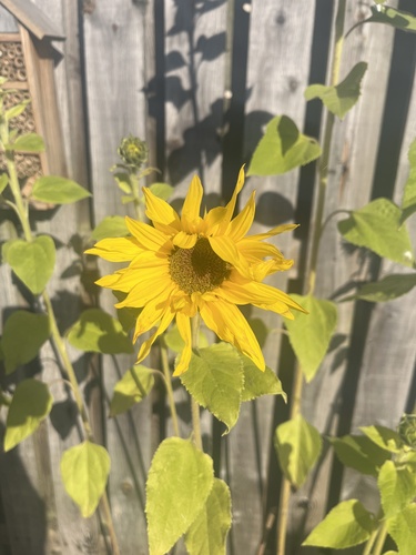 Common sunflower (Helianthus annuus)