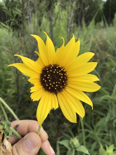 Common sunflower (Helianthus annuus)